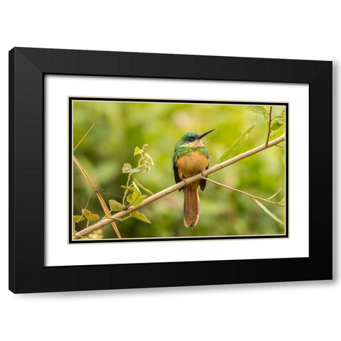 Brazil-Pantanal Rufous-tailed jacamar bird close-up  Black Modern Wood Framed Art Print with Double Matting by Jaynes Gallery