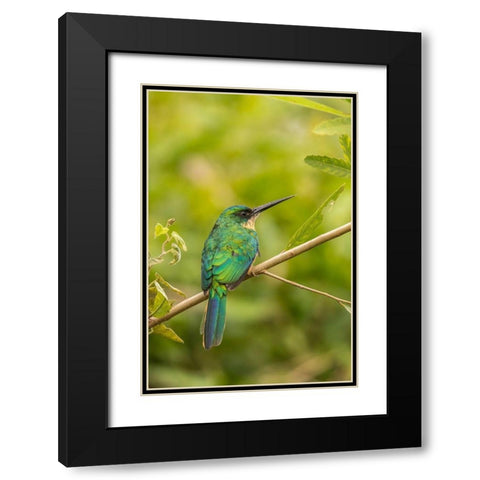 Brazil-Pantanal Rufous-tailed jacamar bird on limb  Black Modern Wood Framed Art Print with Double Matting by Jaynes Gallery