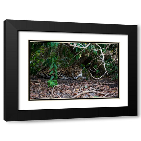 Jaguar-Pantanal-Mato Grosso-Brazil Black Modern Wood Framed Art Print with Double Matting by Pitamitz, Sergio