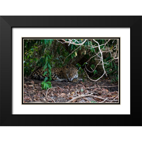Jaguar-Pantanal-Mato Grosso-Brazil Black Modern Wood Framed Art Print with Double Matting by Pitamitz, Sergio