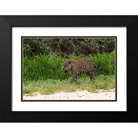 Jaguar-Pantanal-Mato Grosso-Brazil Black Modern Wood Framed Art Print with Double Matting by Pitamitz, Sergio