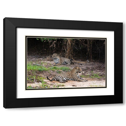 A pair of mating jaguars-Panthera onca-resting on the beach Black Modern Wood Framed Art Print with Double Matting by Pitamitz, Sergio