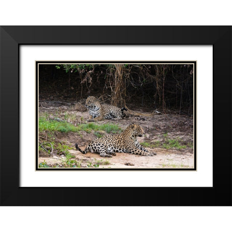 A pair of mating jaguars-Panthera onca-resting on the beach Black Modern Wood Framed Art Print with Double Matting by Pitamitz, Sergio