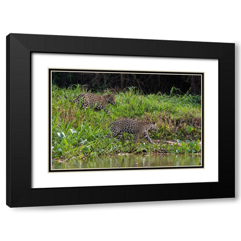 Jaguar-Pantanal-Mato Grosso-Brazil Black Modern Wood Framed Art Print with Double Matting by Pitamitz, Sergio