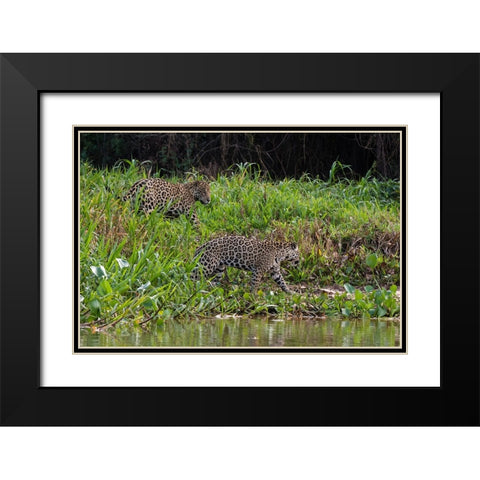 Jaguar-Pantanal-Mato Grosso-Brazil Black Modern Wood Framed Art Print with Double Matting by Pitamitz, Sergio