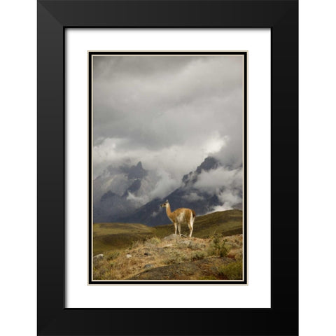Chile, Torres del Paine NP A spotlighted Guanaco Black Modern Wood Framed Art Print with Double Matting by Grall, Don