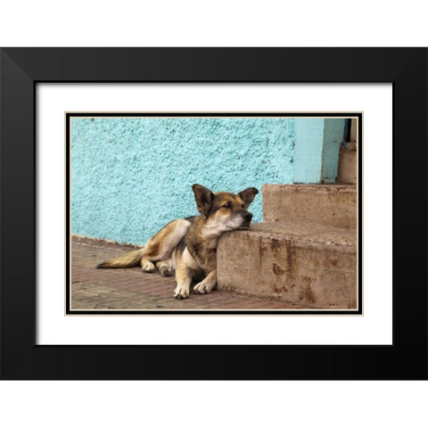 Chile, Valparaiso German shepherd resting Black Modern Wood Framed Art Print with Double Matting by Kaveney, Wendy