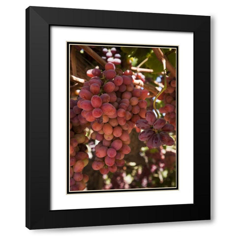 Chile, Colchagua Red grapes on the vine Black Modern Wood Framed Art Print with Double Matting by Kaveney, Wendy