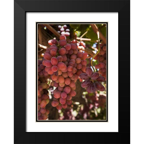 Chile, Colchagua Red grapes on the vine Black Modern Wood Framed Art Print with Double Matting by Kaveney, Wendy