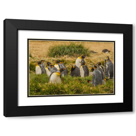 Chile, Tierra del Fuego King penguin colony Black Modern Wood Framed Art Print with Double Matting by Illg, Cathy and Gordon