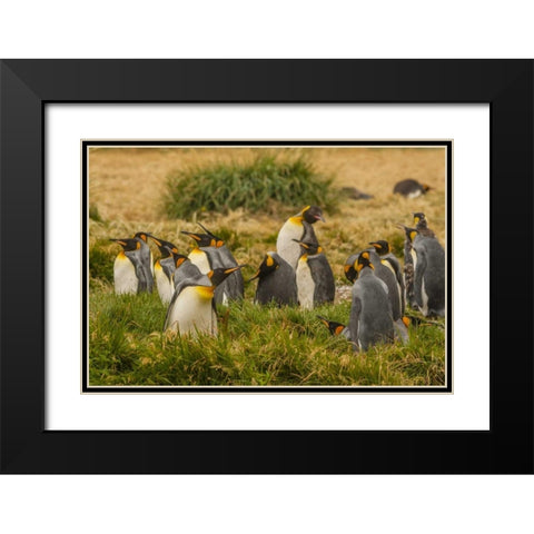 Chile, Tierra del Fuego King penguin colony Black Modern Wood Framed Art Print with Double Matting by Illg, Cathy and Gordon