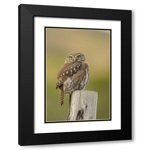 Chile, Torres del Paine NP Austral pygmy owl Black Modern Wood Framed Art Print with Double Matting by Illg, Cathy and Gordon