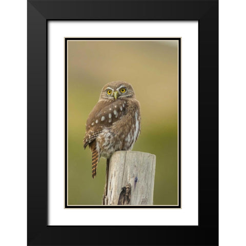 Chile, Torres del Paine NP Austral pygmy owl Black Modern Wood Framed Art Print with Double Matting by Illg, Cathy and Gordon