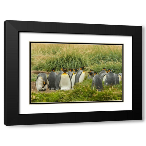 Chile, Tierra del Fuego King penguin colony Black Modern Wood Framed Art Print with Double Matting by Illg, Cathy and Gordon