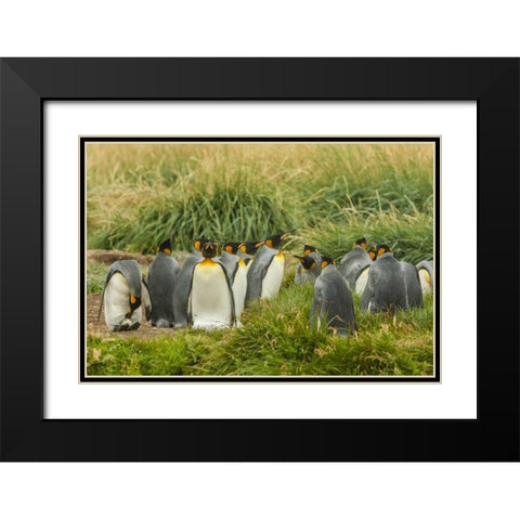 Chile, Tierra del Fuego King penguin colony Black Modern Wood Framed Art Print with Double Matting by Illg, Cathy and Gordon