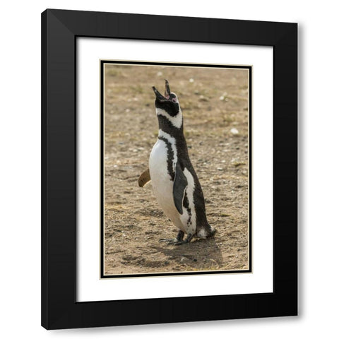 Chile, Isla Magdalena Magellanic penguin Black Modern Wood Framed Art Print with Double Matting by Illg, Cathy and Gordon