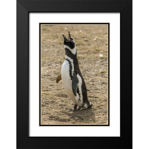 Chile, Isla Magdalena Magellanic penguin Black Modern Wood Framed Art Print with Double Matting by Illg, Cathy and Gordon