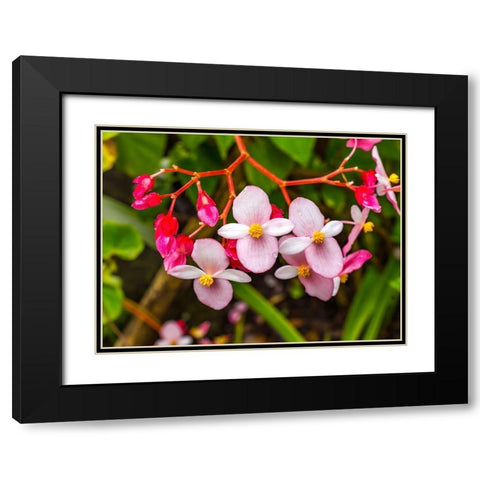 Pink flowering Begonia-Easter Island-Chile Black Modern Wood Framed Art Print with Double Matting by Perry, William