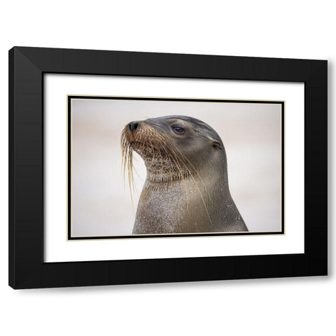 Galapagos sea lion-San Cristobal Island-Galapagos Islands-Ecuador Black Modern Wood Framed Art Print with Double Matting by Jones, Adam