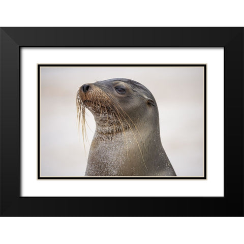 Galapagos sea lion-San Cristobal Island-Galapagos Islands-Ecuador Black Modern Wood Framed Art Print with Double Matting by Jones, Adam