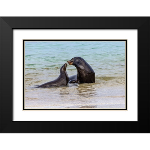 Male and female Galapagos sea lions-San Cristobal Island-Galapagos Islands-Ecuador Black Modern Wood Framed Art Print with Double Matting by Jones, Adam