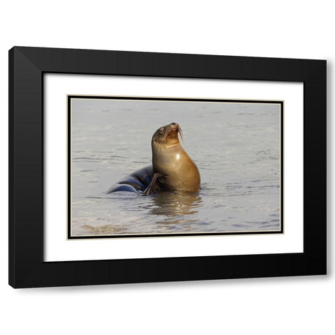 Galapagos sea lion-San Cristobal Island-Galapagos Islands-Ecuador Black Modern Wood Framed Art Print with Double Matting by Jones, Adam
