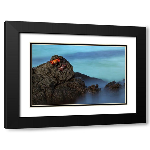Sally lightfoot crab San Cristobal Island-Galapagos Islands-Ecuador Black Modern Wood Framed Art Print with Double Matting by Jones, Adam