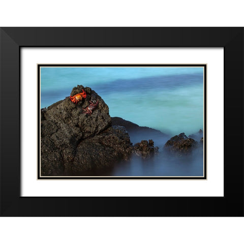 Sally lightfoot crab San Cristobal Island-Galapagos Islands-Ecuador Black Modern Wood Framed Art Print with Double Matting by Jones, Adam