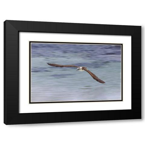 Blue-footed booby diving for fish-San Cristobal Island-Galapagos Islands-Ecuador Black Modern Wood Framed Art Print with Double Matting by Jones, Adam