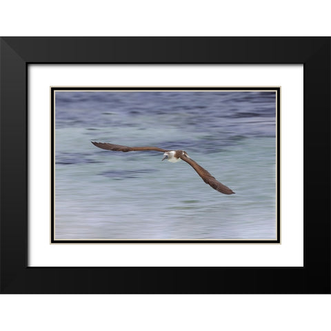 Blue-footed booby diving for fish-San Cristobal Island-Galapagos Islands-Ecuador Black Modern Wood Framed Art Print with Double Matting by Jones, Adam