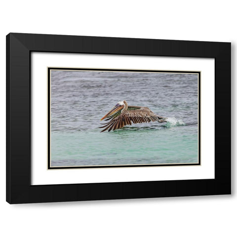 Brown pelican taking off from water-San Cristobal Island-Galapagos Islands-Ecuador Black Modern Wood Framed Art Print with Double Matting by Jones, Adam