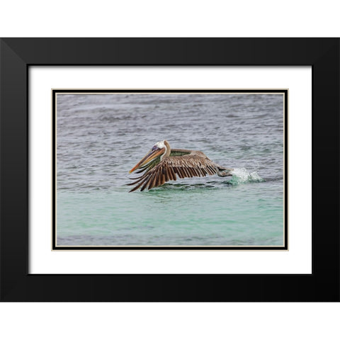 Brown pelican taking off from water-San Cristobal Island-Galapagos Islands-Ecuador Black Modern Wood Framed Art Print with Double Matting by Jones, Adam