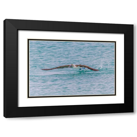 Blue-footed booby diving for fish-San Cristobal Island-Galapagos Islands-Ecuador Black Modern Wood Framed Art Print with Double Matting by Jones, Adam