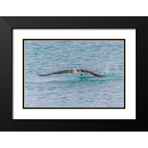 Blue-footed booby diving for fish-San Cristobal Island-Galapagos Islands-Ecuador Black Modern Wood Framed Art Print with Double Matting by Jones, Adam