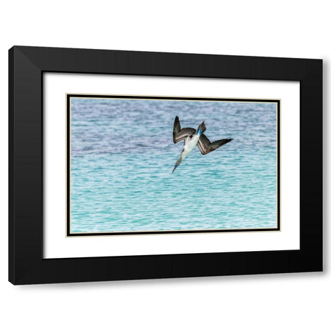 Blue-footed booby diving for fish-San Cristobal Island-Galapagos Islands-Ecuador Black Modern Wood Framed Art Print with Double Matting by Jones, Adam