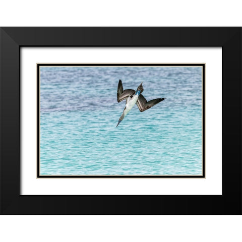 Blue-footed booby diving for fish-San Cristobal Island-Galapagos Islands-Ecuador Black Modern Wood Framed Art Print with Double Matting by Jones, Adam