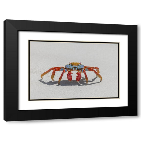 Sally lightfoot crab on white sandy beach San Cristobal Island-Galapagos Islands-Ecuador Black Modern Wood Framed Art Print with Double Matting by Jones, Adam