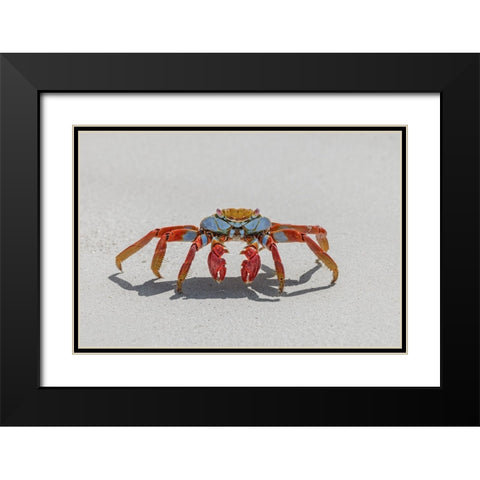 Sally lightfoot crab on white sandy beach San Cristobal Island-Galapagos Islands-Ecuador Black Modern Wood Framed Art Print with Double Matting by Jones, Adam