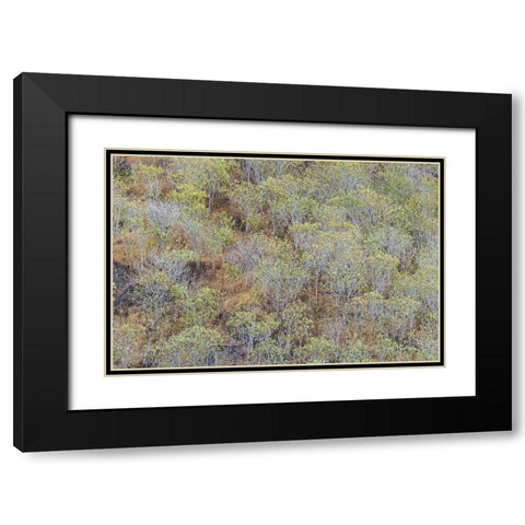 Hillside of palo Santo trees San Cristobal Island-Galapagos Islands-Ecuador Black Modern Wood Framed Art Print with Double Matting by Jones, Adam