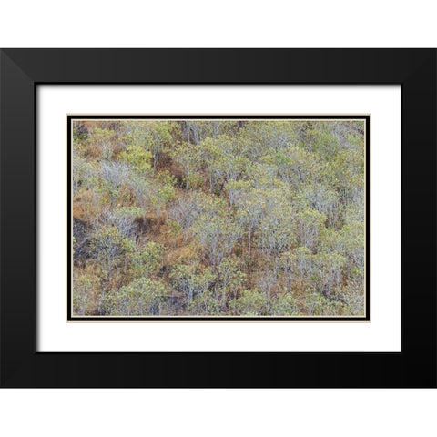 Hillside of palo Santo trees San Cristobal Island-Galapagos Islands-Ecuador Black Modern Wood Framed Art Print with Double Matting by Jones, Adam