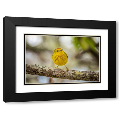 Yellow warbler San Cristobal Island-Galapagos Islands-Ecuador Black Modern Wood Framed Art Print with Double Matting by Jones, Adam