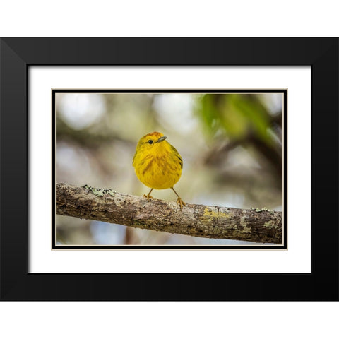 Yellow warbler San Cristobal Island-Galapagos Islands-Ecuador Black Modern Wood Framed Art Print with Double Matting by Jones, Adam