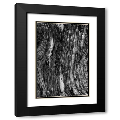 Pattern in dead tree-San Cristobal Island-Galapagos Islands-Ecuador Black Modern Wood Framed Art Print with Double Matting by Jones, Adam