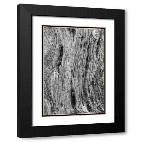 Pattern in dead tree-San Cristobal Island-Galapagos Islands-Ecuador Black Modern Wood Framed Art Print with Double Matting by Jones, Adam