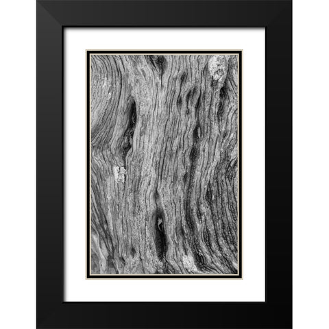 Pattern in dead tree-San Cristobal Island-Galapagos Islands-Ecuador Black Modern Wood Framed Art Print with Double Matting by Jones, Adam
