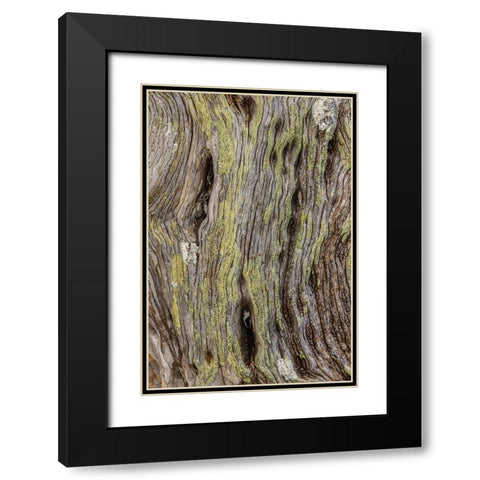 Pattern in dead tree-San Cristobal Island-Galapagos Islands-Ecuador Black Modern Wood Framed Art Print with Double Matting by Jones, Adam