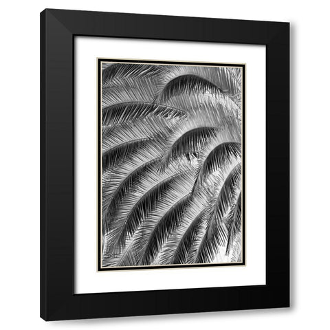 Black and White Pattern in branches of palm tree-Quito-Ecuador Black Modern Wood Framed Art Print with Double Matting by Jones, Adam