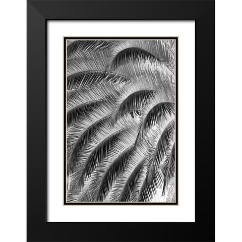 Black and White Pattern in branches of palm tree-Quito-Ecuador Black Modern Wood Framed Art Print with Double Matting by Jones, Adam