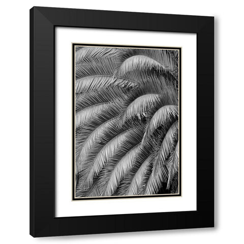 Black and White Pattern in branches of palm tree-Quito-Ecuador Black Modern Wood Framed Art Print with Double Matting by Jones, Adam