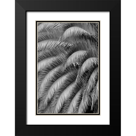 Black and White Pattern in branches of palm tree-Quito-Ecuador Black Modern Wood Framed Art Print with Double Matting by Jones, Adam